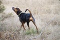 Hound dog standing in the grass looking up