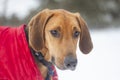 Hound dog wearing a red winter jacket in a winter field Royalty Free Stock Photo