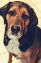 Hound Dog on a White Tile Floor