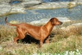 Rhodesian Ridgeback hunting dog Royalty Free Stock Photo