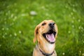 Hound Labrador Retriever mixed breed smiling