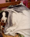 A hound mix in a blanket