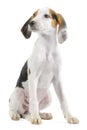 Hound mix puppy on white background