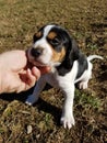 Hound puppy lovings 4 weeks Royalty Free Stock Photo
