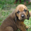 Hound Puppy!