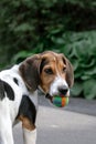 A hound puppy stands and hold a ball