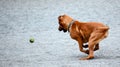 Hound retrieving the tennis ball