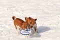 Hounds disputing ownership of a frisbee