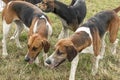 Hounds from a hunting pack Royalty Free Stock Photo