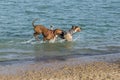 Hounds playing fetch in a dog park pond