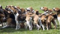 Hounds ready to hunt Royalty Free Stock Photo