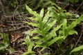 Hounds Tongue fern Royalty Free Stock Photo