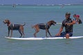 The Hounds of Waikiki