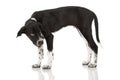 Scandinavian hound puppy sitting on white background