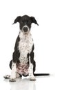 Scandinavian hound puppy sitting on white background