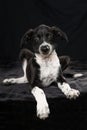 Scandinavian hound puppy lying on black background