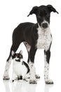 Black and white kitten and puppy Royalty Free Stock Photo