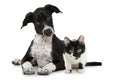 Black and white kitten and puppy Royalty Free Stock Photo