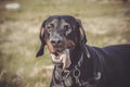Hounting dog - portrait of a dog Royalty Free Stock Photo