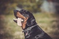 Hounting dog - portrait of a dog Royalty Free Stock Photo