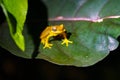 Hourglass Tree Frog (Dendropsophus ebraccatus) Costa Rica