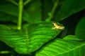 Hourglass Tree Frog (Dendropsophus ebraccatus) Costa Rica Royalty Free Stock Photo