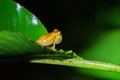 Hourglass Tree Frog (Dendropsophus ebraccatus) Costa Rica