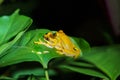 Hourglass Tree Frog (Dendropsophus ebraccatus) Costa Rica