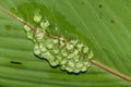 Hourglass Tree Frog (Dendropsophus ebraccatus) eggs under a leaf, in Costa Rica