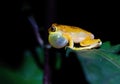 Hourglass Tree Frog (Dendropsophus ebraccatus