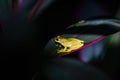 Hourglass Tree Frog (Dendropsophus ebraccatus) Costa Rica