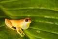 hourglass treefrog chilling in the jungle Royalty Free Stock Photo