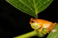 Hourglass treefrog chilling in the jungle Royalty Free Stock Photo