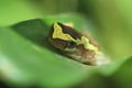 Hourglass treefrog Royalty Free Stock Photo