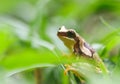 hourglass treefrog with a personality Royalty Free Stock Photo