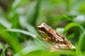 hourglass treefrog with a personality Royalty Free Stock Photo