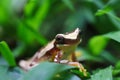 hourglass treefrog with a personality Royalty Free Stock Photo