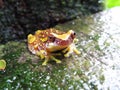 Hourglass Treefrog-Rana ArborÃÂ­cola Manchada-Dendropsophus ebraccatus Royalty Free Stock Photo