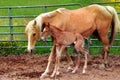 Hours Old Royalty Free Stock Photo