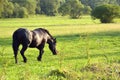 The hourse at the meadow with green grass Royalty Free Stock Photo