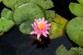 Hourtin, in Gironde, France: water lily around The Children`s Island Royalty Free Stock Photo