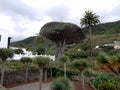 Housand-year-old Dragon Tree in Tenerife,Canary islands, Spain Royalty Free Stock Photo