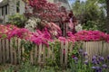 House with American flag surrounded by lush flowers and trees including pink azaleas and rustic picket fence with vines and purple Royalty Free Stock Photo