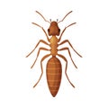 House Ant Insect, Pest Control and Extermination Concept Vector Illustration on White Background