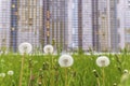 House on the background of dandelions. the concept of the construction of larger homes and overcrowding in large cities