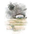 House in barley rice field, watercolor painting. Royalty Free Stock Photo