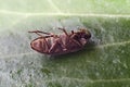 House Beetle On A Leaf Up Close In detail On back