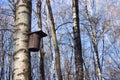 A house for a bird from a piece of wood hangs on a tree among birches. Birdhouse in spring in the forest Royalty Free Stock Photo