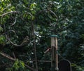 House Bird and Red Finch on Bird Feeder Royalty Free Stock Photo