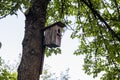 House for birds on the tree Royalty Free Stock Photo